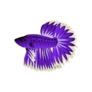 Purple Spring Betta